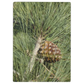 Torrey Pine Closeup California Botanical Klembord (Achterkant)