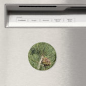 Torrey Pine Closeup California Botanical Magneet (Insitu (Vaatwasser))