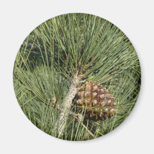 Torrey Pine Closeup California Botanical Magneet