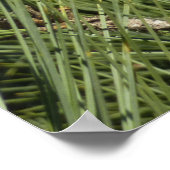 Torrey Pine Closeup California Botanical Poster (Hoek)