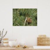 Torrey Pine Closeup California Botanical Poster (Keuken)