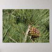 Torrey Pine Closeup California Botanical Poster (Voorkant)