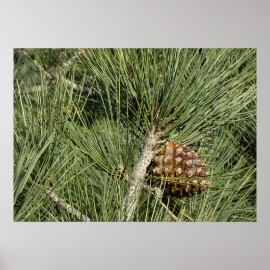 Torrey Pine Closeup California Botanical Poster (Voorkant)