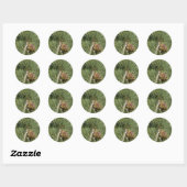 Torrey Pine Closeup California Botanical Ronde Sticker (Vel)