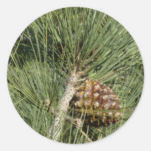 Torrey Pine Closeup California Botanical Ronde Sticker