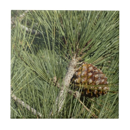 Torrey Pine Closeup California Botanical Tegeltje (Voorkant)