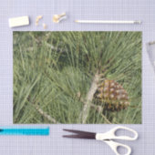 Torrey Pine Closeup California Botanical Tissuepapier (Craft)