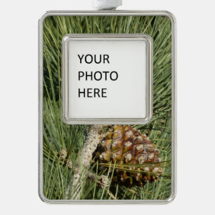 Torrey Pine Closeup California Botanical Verzilverd Omlijst Ornament