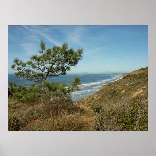 Torrey Pine en Californische kust landschap Poster (Voorkant)