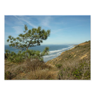 Torrey Pine en Californische kustlijn landschap Foto Afdruk