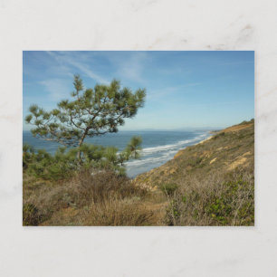 Torrey Pine en het kustlandschap van Californië Briefkaart