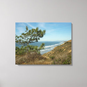 Torrey Pine en het kustlandschap van Californië Canvas Afdruk