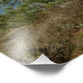 Torrey Pine en het kustlandschap van Californië Foto Afdruk (Hoek)