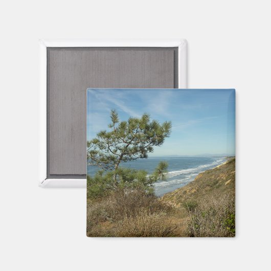 Torrey Pine en het kustlandschap van Californië Magneet (Voorkant / Achterkant)