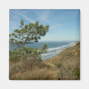 Torrey Pine en het kustlandschap van Californië Magneet