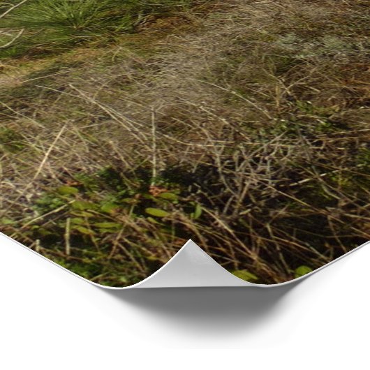 Torrey Pine en het kustlandschap van Californië Poster (Hoek)