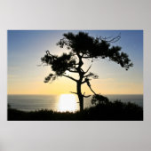 Torrey Pine Silhouette Matte Canvas Poster (Voorkant)