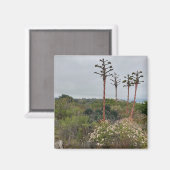 Torrey Pines Tree Clusters in San Diego Foto Magneet (Voorkant / Achterkant)