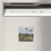 Torrey Pines Tree Clusters in San Diego Foto Magneet (Insitu (Vaatwasser))