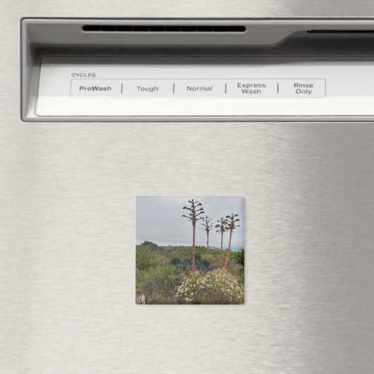 Torrey Pines Tree Clusters in San Diego Foto Magneet (Insitu (Vaatwasser))