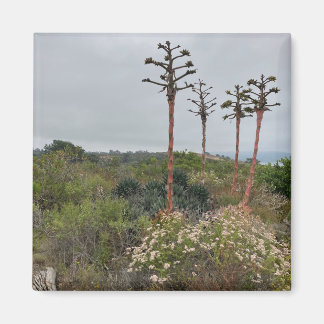 Torrey Pines Tree Clusters in San Diego Foto Magneet