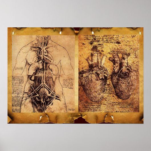 Torso/hart van de vrouw en haar bloedvaten poster (Voorkant)