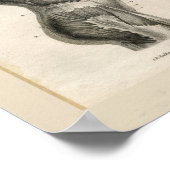 Torsospieren  Anatomie Afdrukken Poster (Hoek)