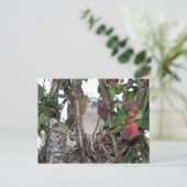 tortelduif briefkaart (Staand voorkant)