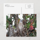 tortelduif briefkaart (Voorkant / Achterkant)