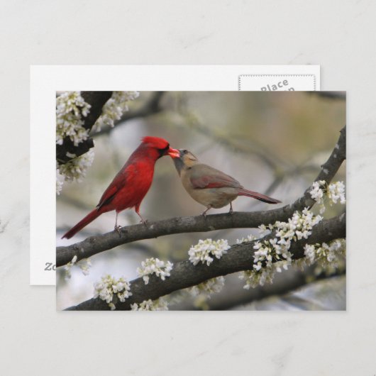 Tortelduifjes Briefkaart (Voorkant / Achterkant)