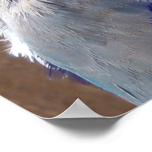 Tortelduifjes - foto van het poster van Pacifische (Hoek)