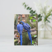 Tortelduifjes in de National Aviary Briefkaart (Staand voorkant)