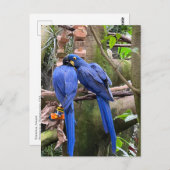 Tortelduifjes in de National Aviary Briefkaart (Voorkant / Achterkant)