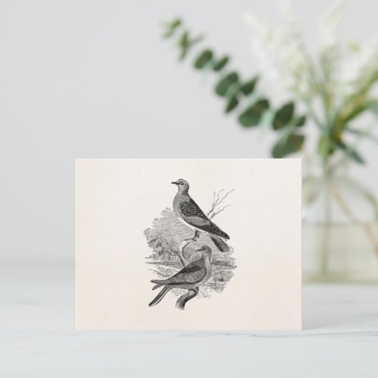  tortelduiven Vogelvogels op maat Briefkaart (Staand voorkant)