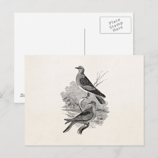 tortelduiven Vogelvogels op maat Briefkaart (Voorkant / Achterkant)