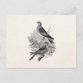  tortelduiven Vogelvogels op maat Briefkaart (Voorkant)