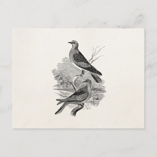  tortelduiven Vogelvogels op maat Briefkaart (Voorkant)
