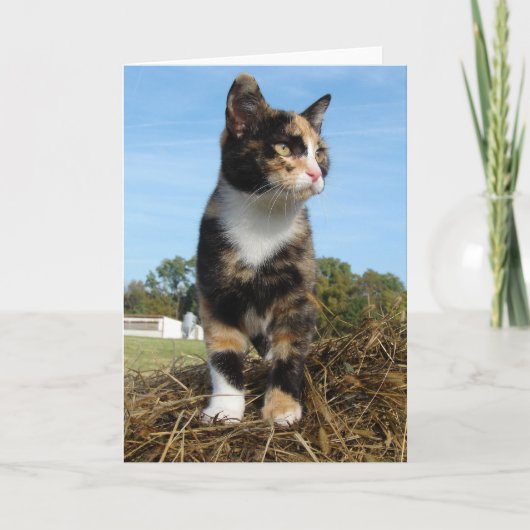 Torti Cat op een hooiberg Kaart (Voorkant)