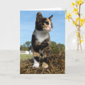 Torti Cat op een hooiberg Kaart (Gele Bloem)