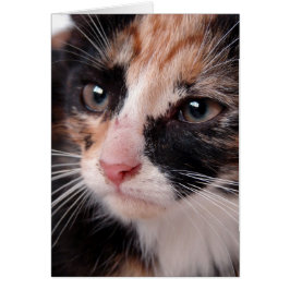 Torti kitten blanco binnen alle gelegenheden