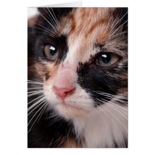 Torti kitten blanco binnen alle gelegenheden (Voorkant)