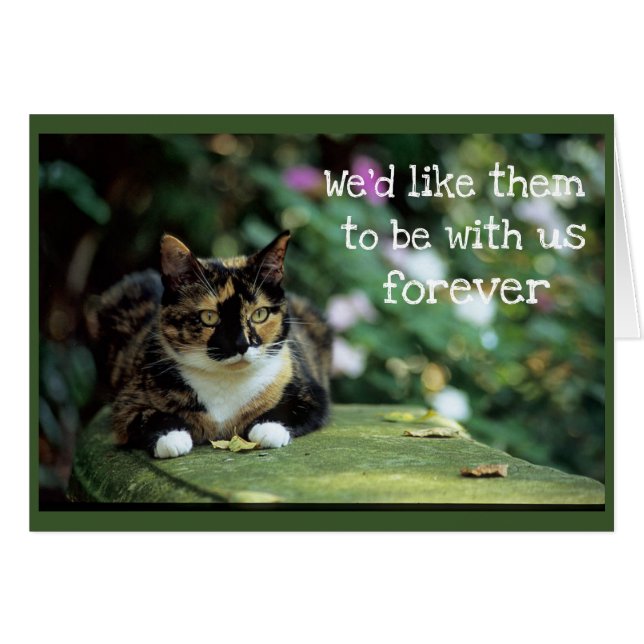 Tortie Cat op tuinbank - sympathie (Voorkant Horizontaal)