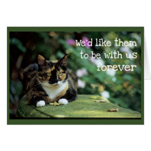 Tortie Cat op tuinbank - sympathie