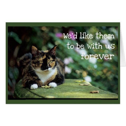 Tortie Cat op tuinbank - sympathie (Voorkant Horizontaal)