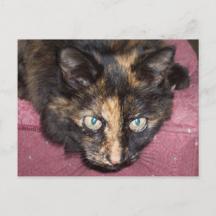 Torties-regel! Briefkaart
