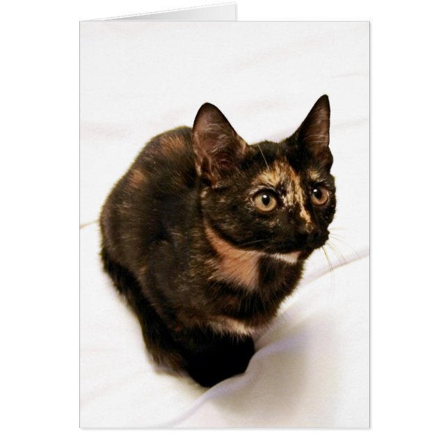 Tortitude Card (Voorkant)