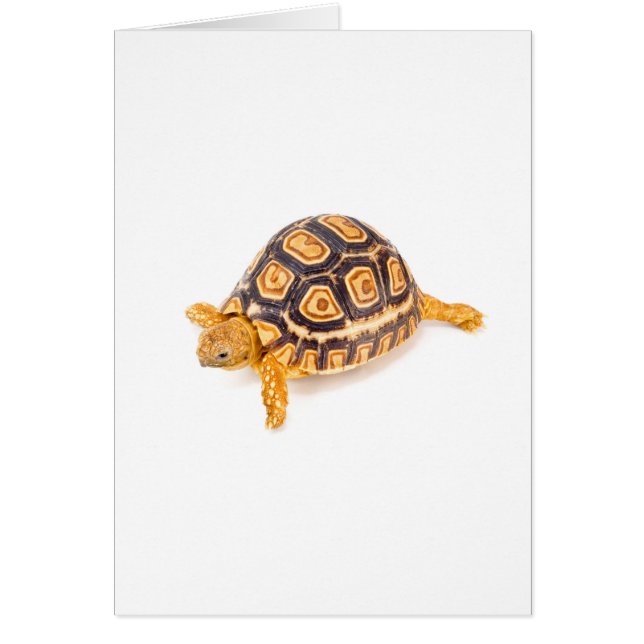 Tortoise (Voorkant)