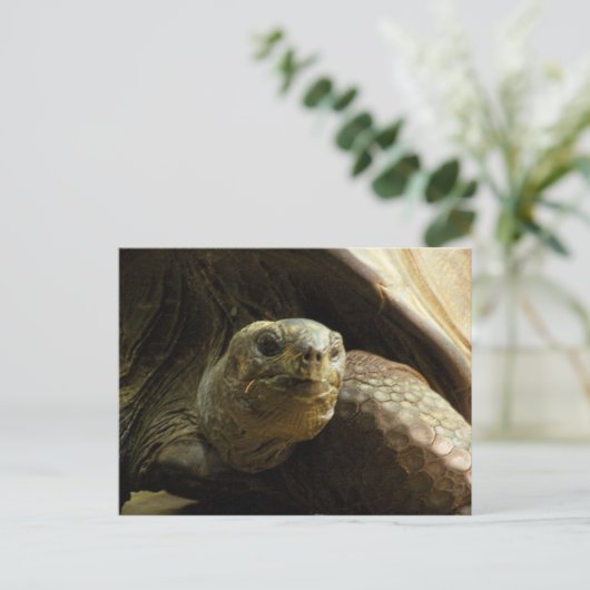 tortoise briefkaart (Staand voorkant)
