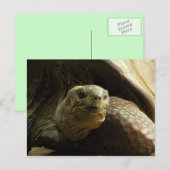 tortoise briefkaart (Voorkant / Achterkant)