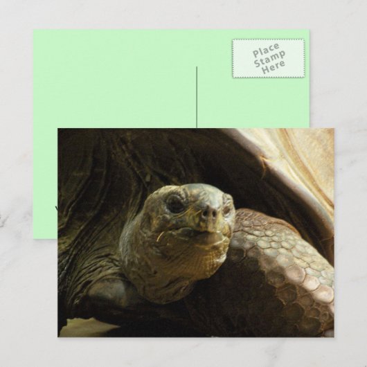 tortoise briefkaart (Voorkant / Achterkant)